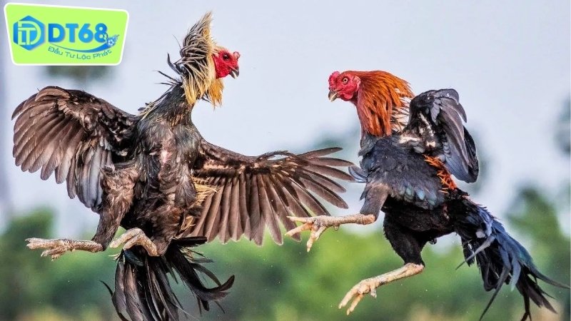 Lý do nên học hỏi kinh nghiệm chơi đá gà DT68 từ cao thủ